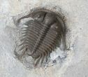 Cyphaspides Trilobite - Superb Preparation #16407-2